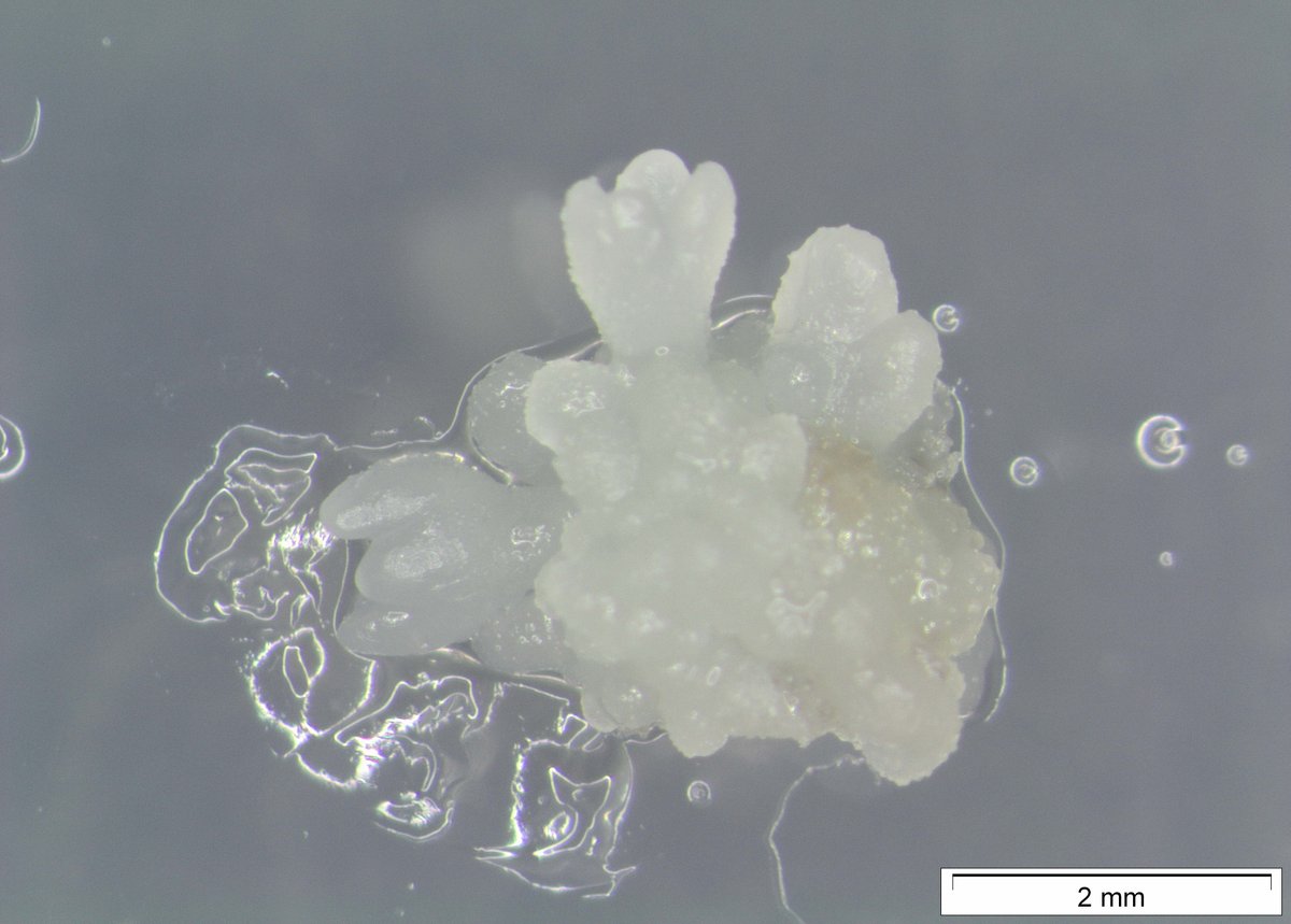 CSICGalicia's tweet photo. Avances de @iiag_csic en sus investigaciones: logra  la edición genética del castaño utilizando tecnología CRISPR/Cas9, y el establecimiento, proliferación y enraizamiento in vitro de brotes axilares e inducción de embriones somáticos a partir de hojas y ápices de encina. https://t.co/DhcZXEqyVk