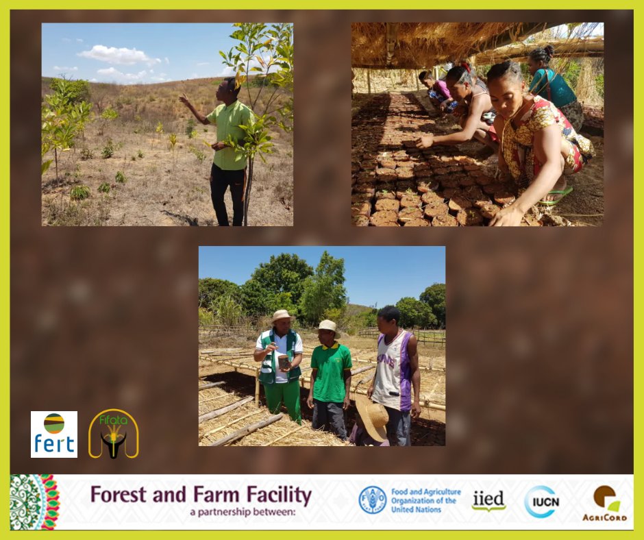 FFP_AgriCord's tweet photo. "Dans la pépinière de notre village, nous produisons chaque année 11 000 plants pour 20 membres" -Rina, une jeune agricultrice de la commune rurale d'Anjialava, à Madagascar.
Pour en savoir plus sur ce projet #fifata, cliquez ici : https://t.co/i0AhAAhX4j
#ForesrFarmFacility https://t.co/SgvtaNU510