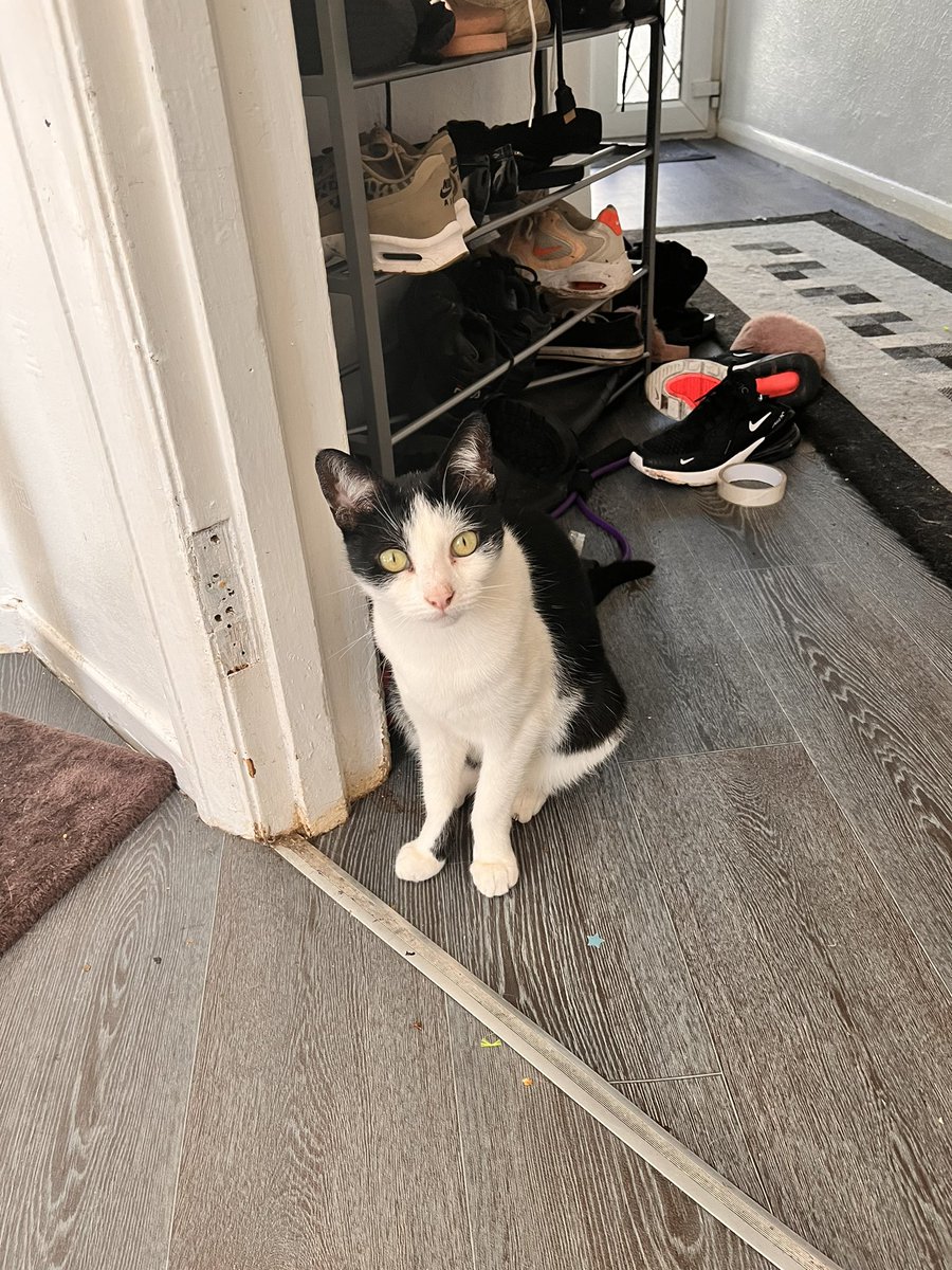 maddy340's tweet photo. @thekittenwinksy My peaches https://t.co/9nfoTFE2YK