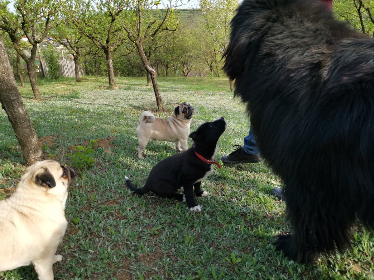 Maurice_the_Pug's tweet photo. Today is Loki’s and Gigu’s birthday! 🎂 I selected some rare unposted photos!😍🎉🥳
#MauriceThePug #BubbleThePug #LokiTheNewfoundland #happybirthday #happypets #birthday #birthdaycelebration https://t.co/VR6BhSZfCG