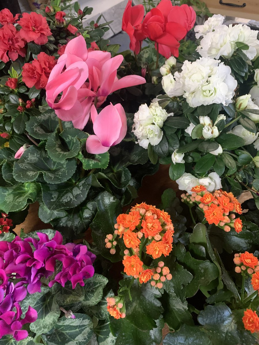 barberflorist's tweet photo. Check out some of the assorted blooming plants that came in today. (217) 245-4512 for details. #florist   #bloomingplants https://t.co/lrZOJOSSOM