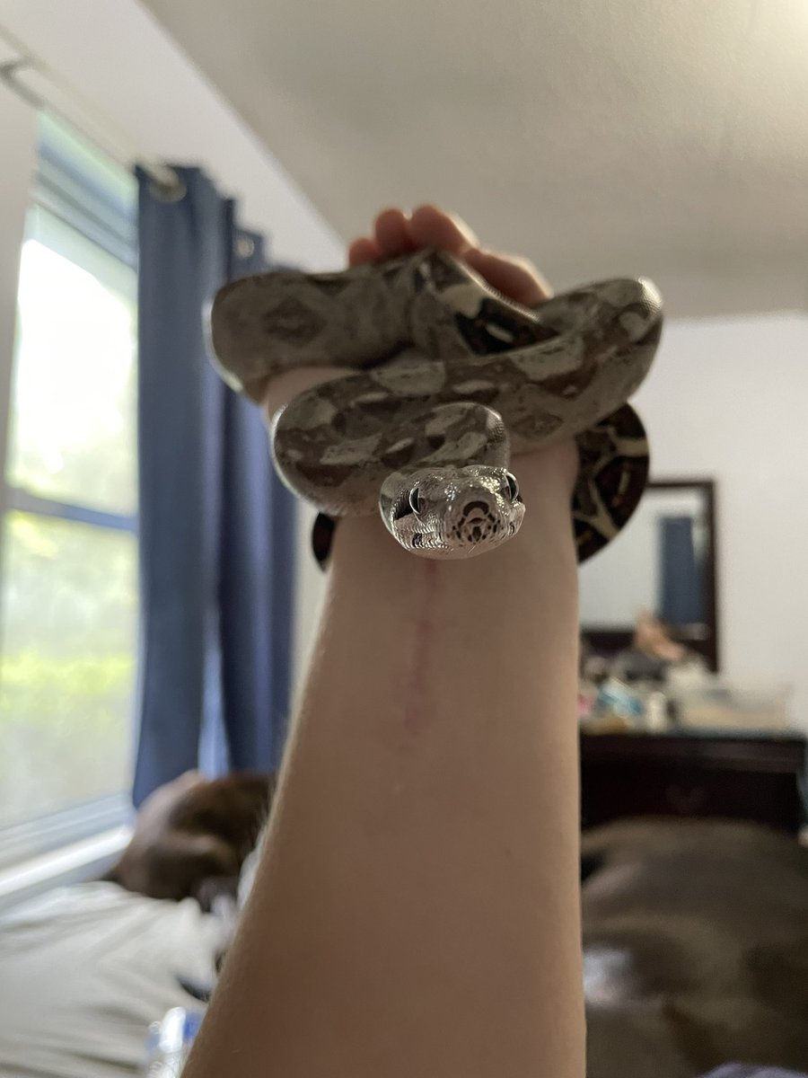ZoeSparks2's tweet photo. Just wanted to show off some of my favorite pics of my reptiles :) https://t.co/reuPXINmgc
