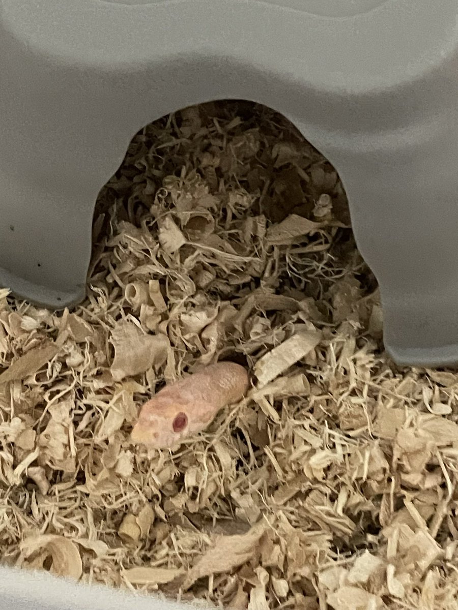 ZoeSparks2's tweet photo. Just wanted to show off some of my favorite pics of my reptiles :) https://t.co/reuPXINmgc