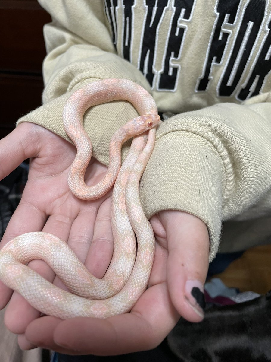 ZoeSparks2's tweet photo. Just wanted to show off some of my favorite pics of my reptiles :) https://t.co/reuPXINmgc