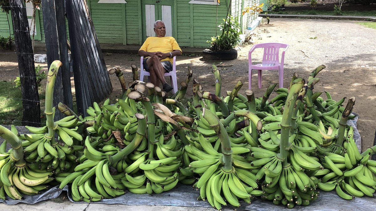 RuddyCruz's tweet photo. El viejo vigilando la cosecha 👨‍🌾🏡🙌 https://t.co/9ZJYLlSLHM