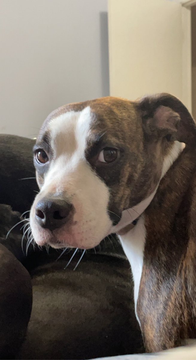 ZoeSparks2's tweet photo. My snakes can’t have all of the attention, either. So here’s my favorite pics of my dogs too! All rescue babies, all precious, one VERY judgmental look. https://t.co/klObLkLTO7