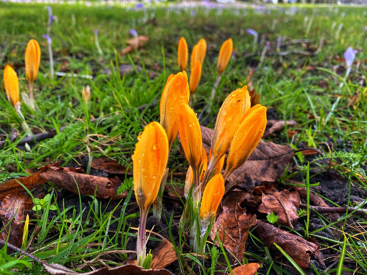 Lentegevoel in de regen. #donkergeel #natgeo