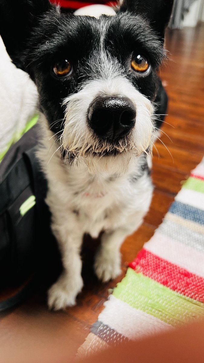cerraeh's tweet photo. FOUND: Dog - West Adams, Los Angeles, February 15 - small black &amp; white male terrier #lostdogslosangeles @foundanimals #losangeleslostandfound #westadams @Culvercity311 @Nextdoor https://t.co/GNdi1WiYmY