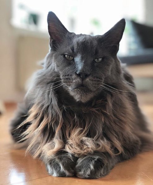 DorsetAng's tweet photo. I honestly couldn't love my sweet Romanian moggy any more than I do, but I'm getting to a very dangerous time in my middle years where I would love to see a Maine Coone purring away on the driveway.
#TrophyCat
#CatLadyMidlifeCrisis https://t.co/elYjK3gGvw