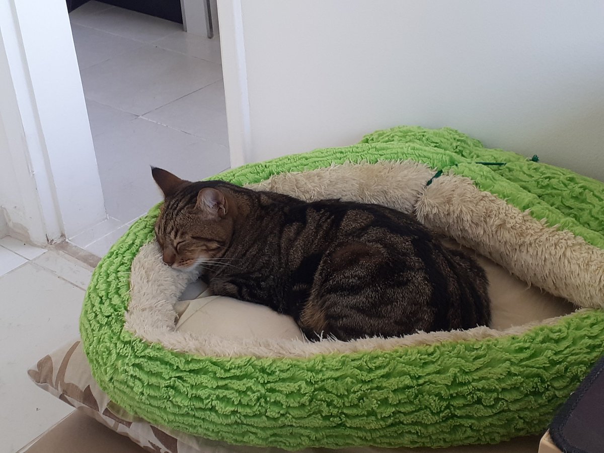 LaslionLoL's tweet photo. Ou você morre herói, ou vive o bastante para ver você mesmo virar pai de pet https://t.co/Wt0HOFc3iK