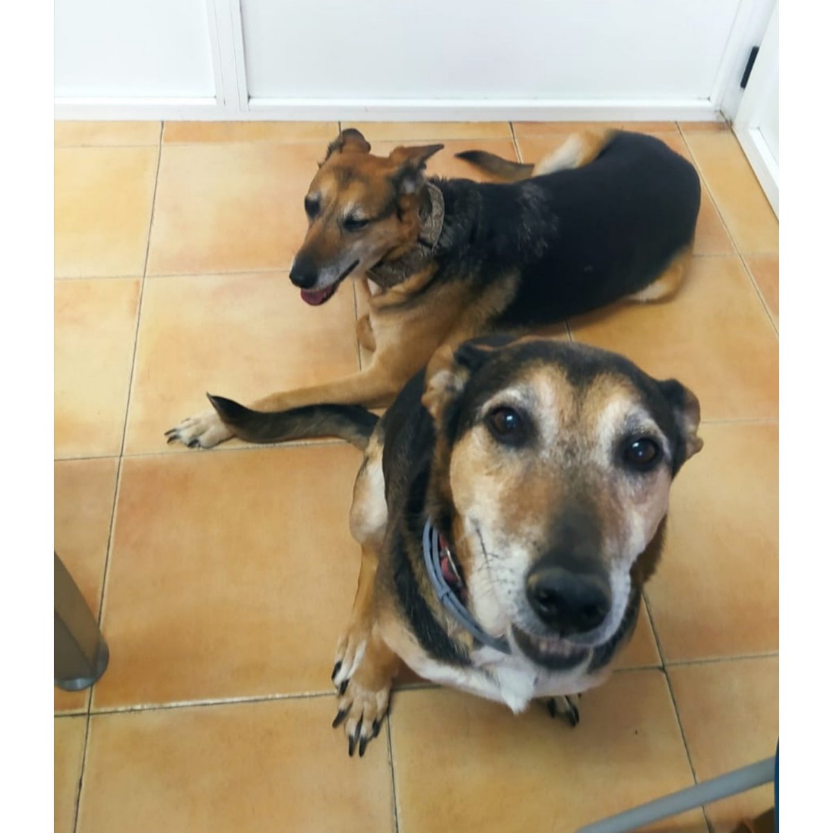 PatitasAsoc's tweet photo. 🌷🌹ADOPCIÓN CONJUNTA 🌹🌷
Wanda y Blanquita ya vacunadas. Si alguien puede ayudar lo agradecemos, pero sobre todo necesitan una familia 🙏🏻
Tamaño mediano, están en Madrid, tienen 6 y 7 años. Rogamos difusión 💖
☎️:
649998147
696534784 (WhatsApp) 
patitasenmarcha.asoc@gmail.com https://t.co/yzYtveMb8q