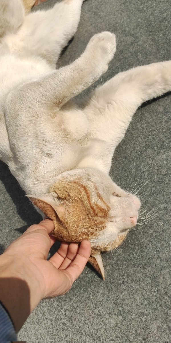 chaiaurtesfaye's tweet photo. pspsps-ing at every stray cat i see https://t.co/nSdEIgIQGn