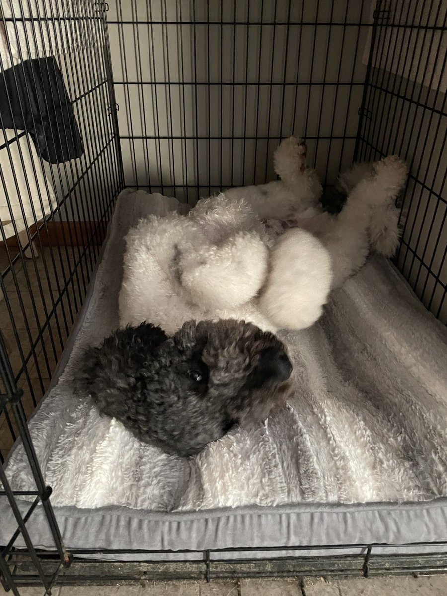 mwc44's tweet photo. @OhThatKelsey When you’d rather sleep in instead of going to doggy daycare, you just strike your #doodlepose or your #doodlesleepingposition and hope Dad doesn’t see your eyes are open and staring back at him. #DexterBeingDexter https://t.co/KXILAWYO3I