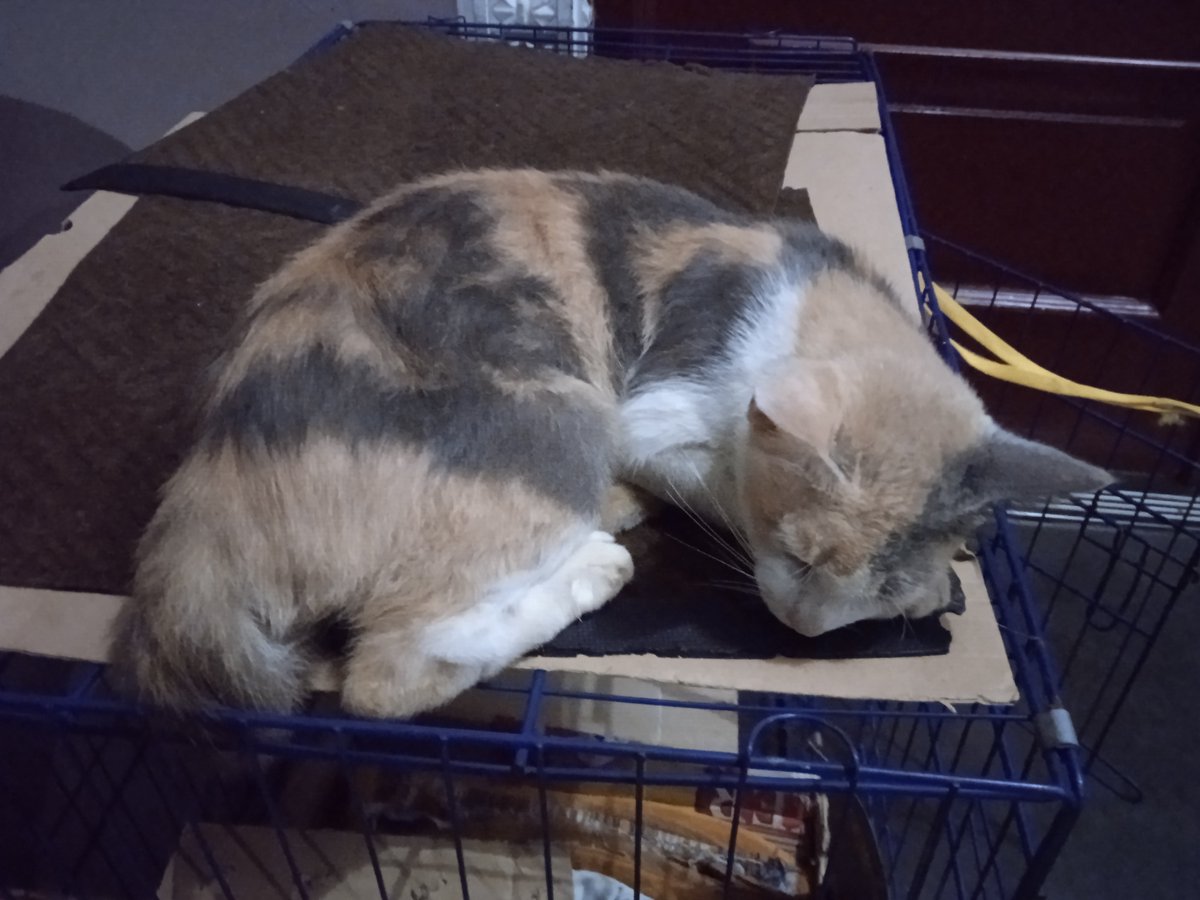 BoncerChloe's tweet photo. "The sleeping Beauty"

#cat #cats #CatsOfTwitter https://t.co/QhRFw7ggVX