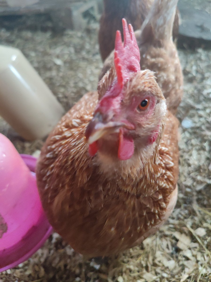 This is sweety, she is changing gender to male.
It's called spontaneous sex reversal, and happens in chickens.
#Chicken 
#genderchange