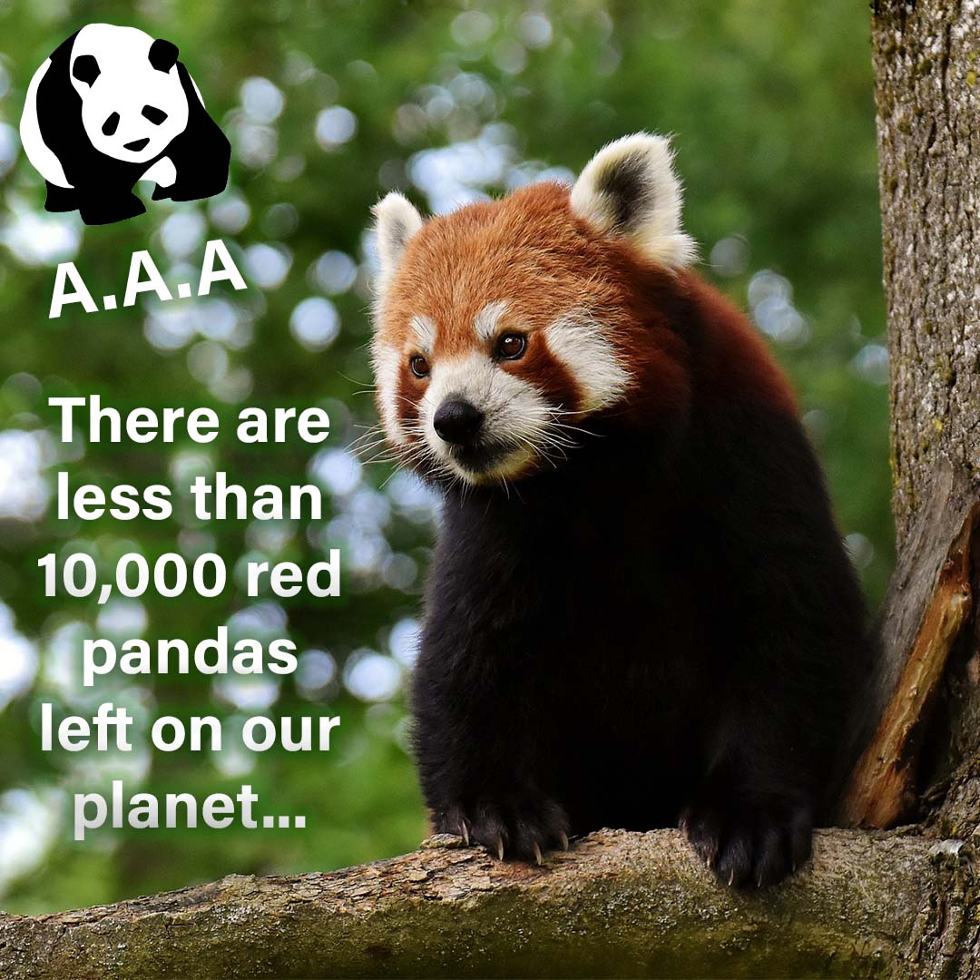 All.Animal.Awareness (@AnimalAll_) | Twitter