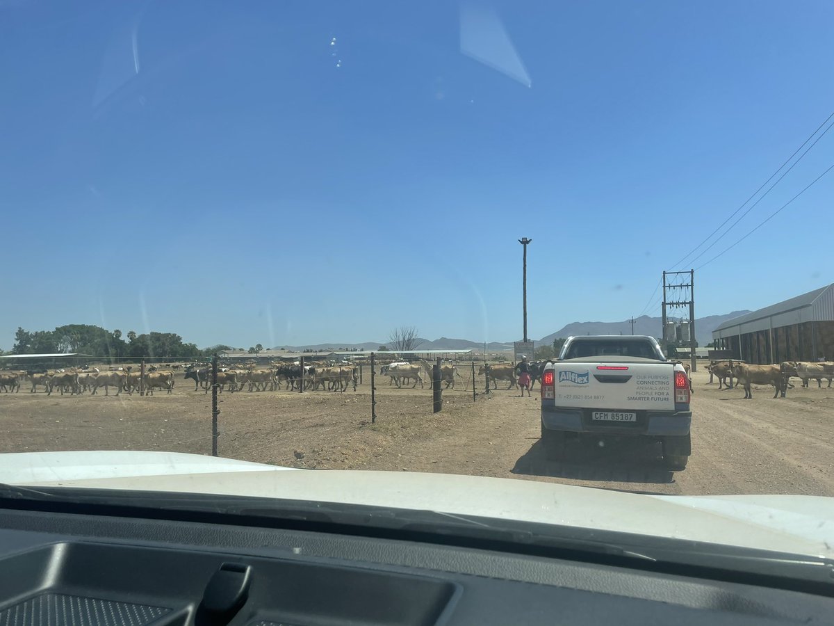 Allflex Livestock Intelligence Sub-Saharan Africa tweet media