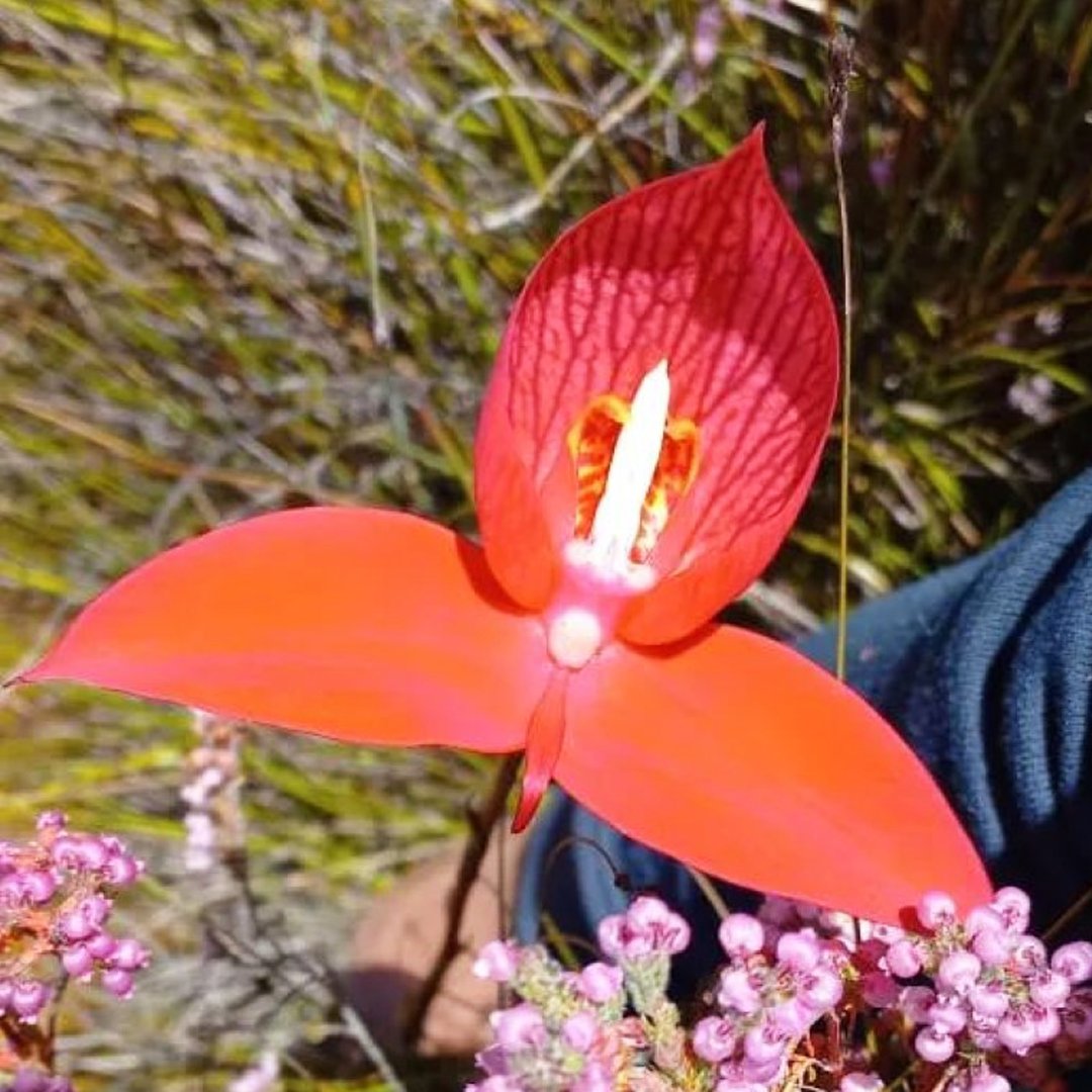The Red Disa is currently flowering at Groot Winterhoek. Visitors to both Protea and Disa Pools can enjoy the beauty of these flowers.  💮💮💮💮💮
 
#CapeNature #conservation #LoveNature