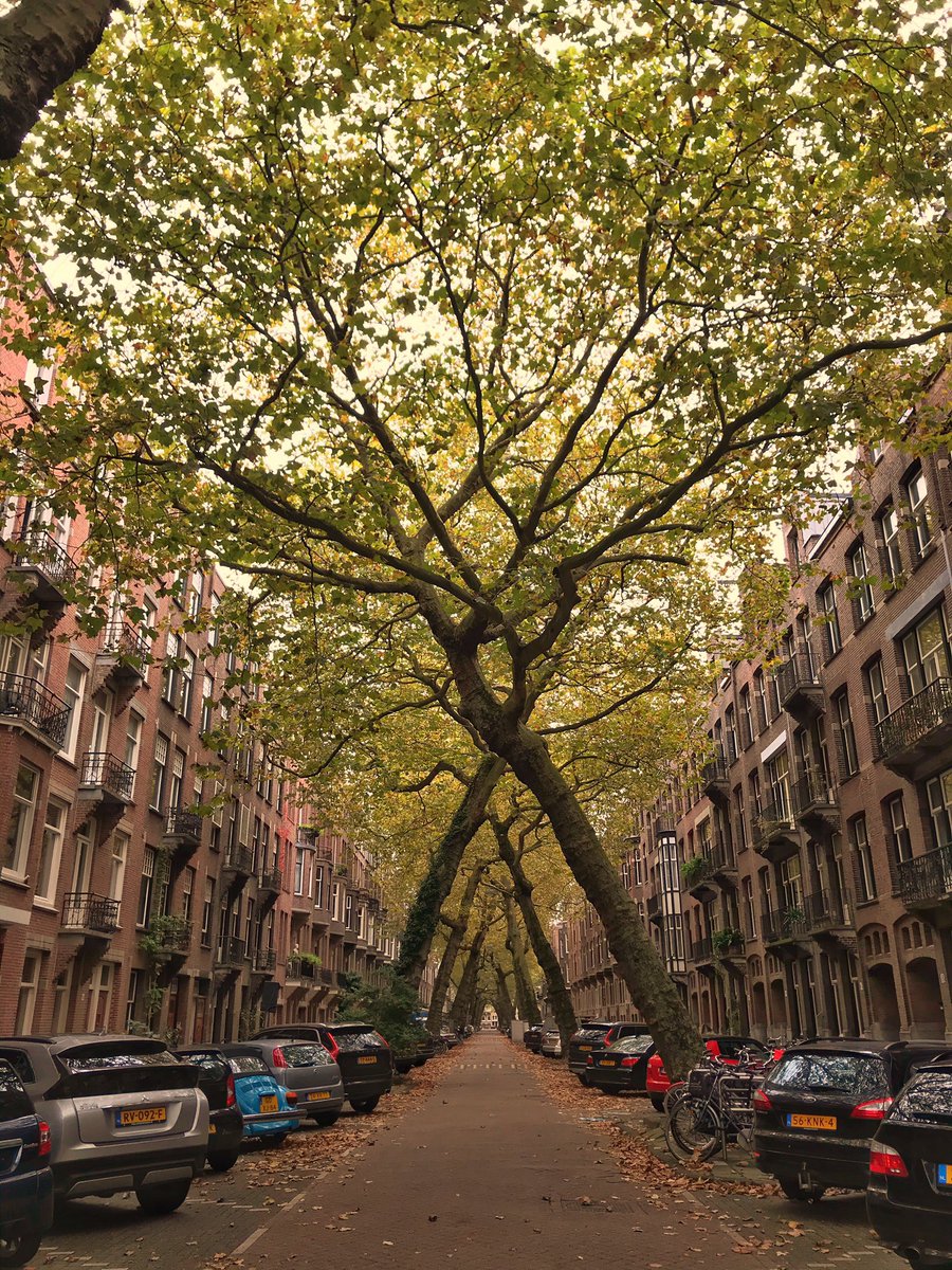 La calle más linda de todo Ámsterdam 🤩

📍 Lomanstraat 🇳🇱 y sus espectaculares árboles