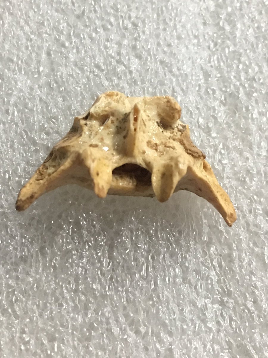 CMIPalaeo's tweet photo. Bunny butt (or rabbit sacral vert, if you prefer) from Bat Cave https://t.co/t1Hssm1KD8