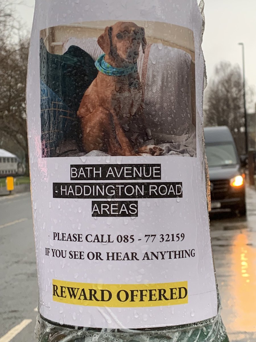NicolaMcQuaid's tweet image. A long shot I know, especially as I have about 3 Twitter “friends “!  But I’d love to see this gorgeous dog reunited with his doubtless devastated family.