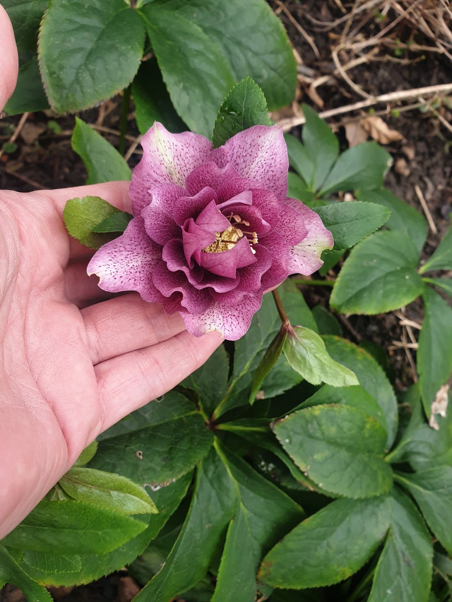 EmmaJanesLife's tweet photo. Hiding #hellibores
#Garden #MyHappyPlace https://t.co/pse6xzJcfO