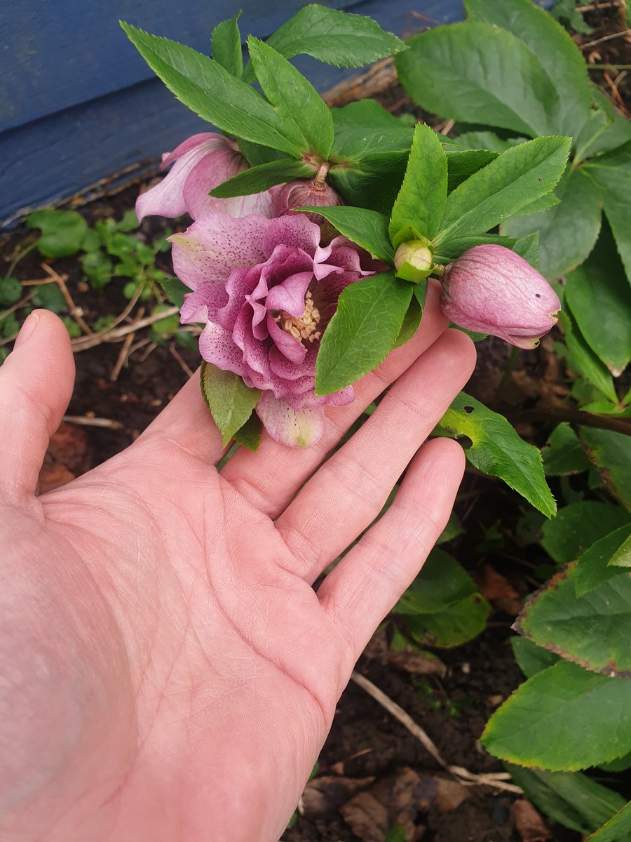 EmmaJanesLife's tweet photo. Hiding #hellibores
#Garden #MyHappyPlace https://t.co/pse6xzJcfO