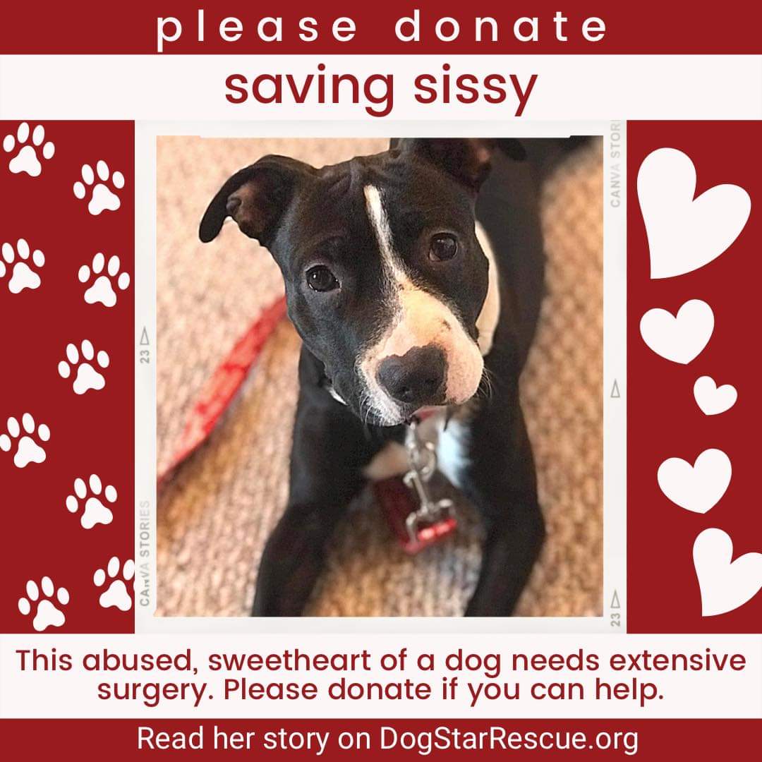 Dog Star Rescue on Twitter: Dog Star Rescue on Twitter: