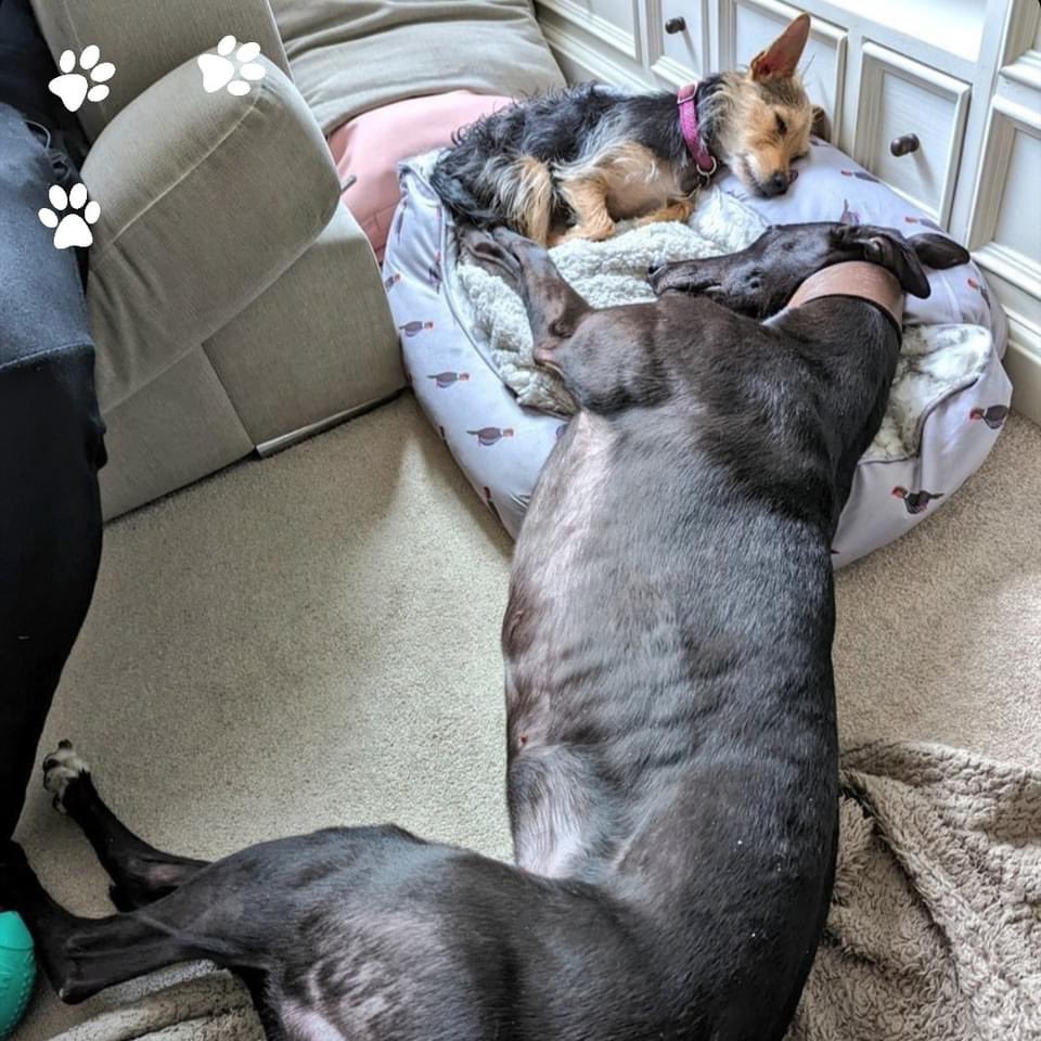 Greyhound Trust tweet media