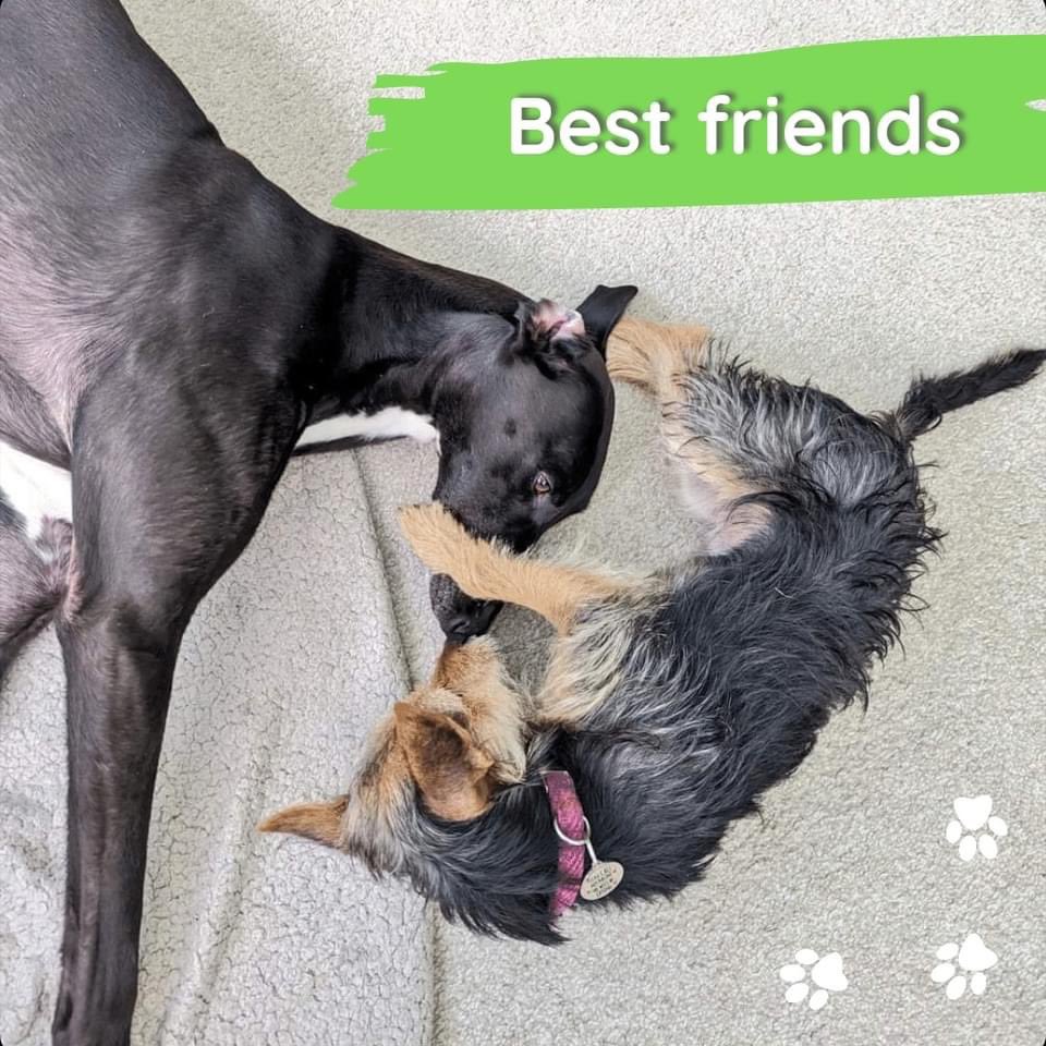 Greyhound Trust tweet media