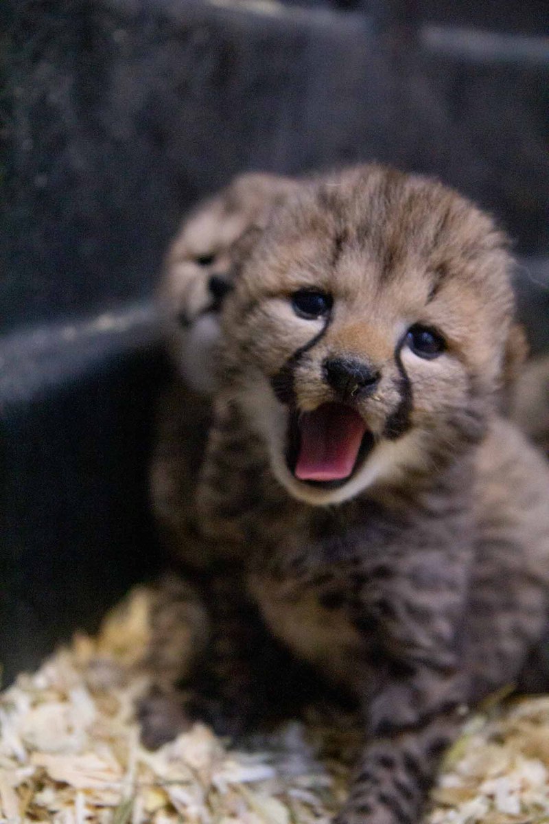 TheTorontoZoo's tweet photo. Good Morning World ๐พ๐ #FlamingHotCheetahs #TOCheetos https://t.co/5fSLxxaBYt