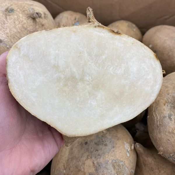 This week’s mystery item… Jicama! is a globe-shaped root veggie with golden-brown skin and a starchy white interior. It may not be beautiful, but it is super tasty to eat! AKA Mexican potato/water chestnut - Its flesh is juicy/crunchy, with a slightly sweet and nutty flavor.