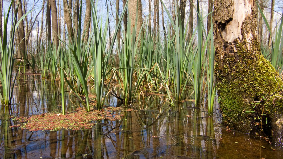 What are Sentinel Landscapes? In partnership with <a href="/Interior/">US Department of the Interior</a>, <a href="/USDA/">Dept. of Agriculture</a> &amp; @DeptofDefense these natural &amp; working lands conserve healthy habitat, address climate change &amp; support U.S. military readiness: ow.ly/9iJC50HWa45 #AmericaTheBeautiful