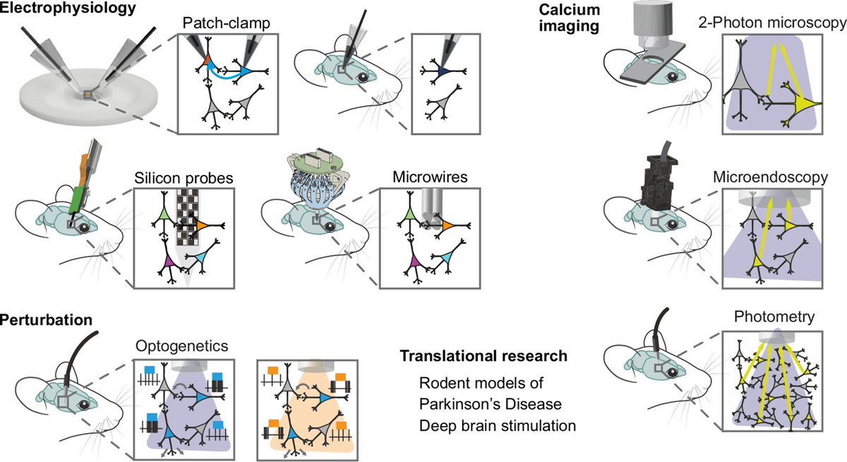 Want to use modern neuroscience to understand Parkinson’s Disease and DBS, but not familiar yet with the available tools?
Check out our new review highlighting different ephys and optical approaches and how they have pushed the rodent PD/DBS field forward. doi.org/10.1016/j.expn…