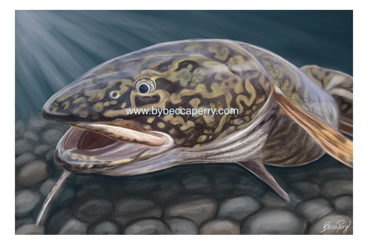 It’s the season of love- for the #burbot! I love this species so much I painted it 🤓