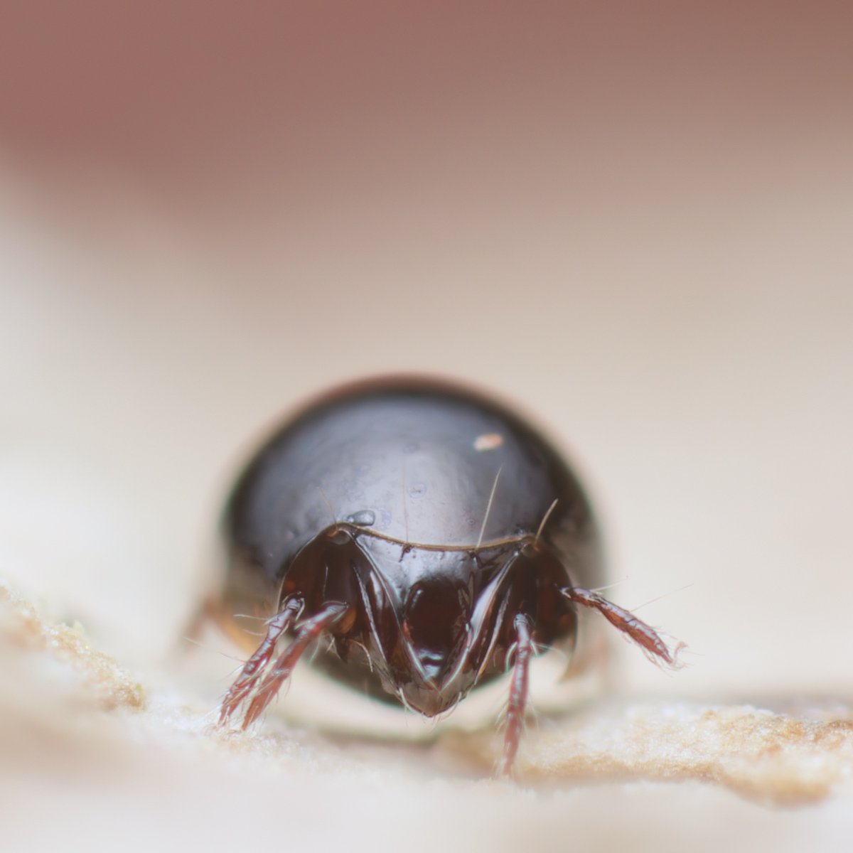 mesofauna's tweet photo. A happy Euzetes globulus....
#mite #soilanimal https://t.co/AFefGoHSDz