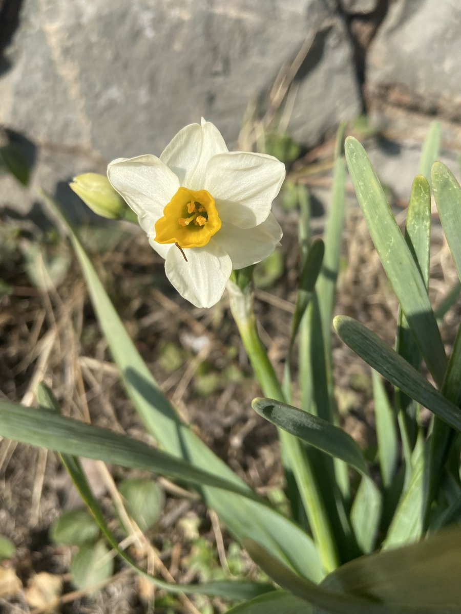 SaimaFarhad's tweet photo. Was happy to see a daffodil today! Early spring vibes😊 https://t.co/C2nwI32uKz