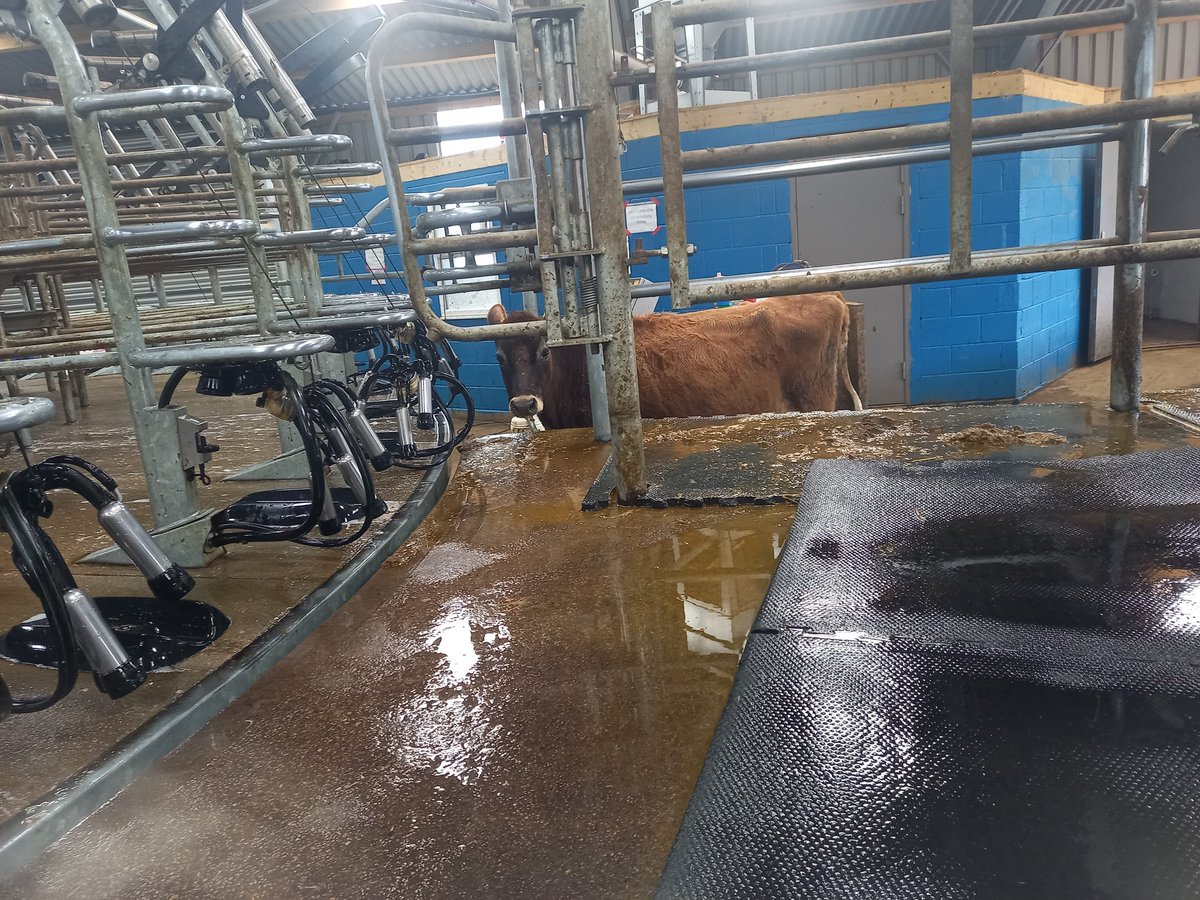 Relief milker chwilio am waith!