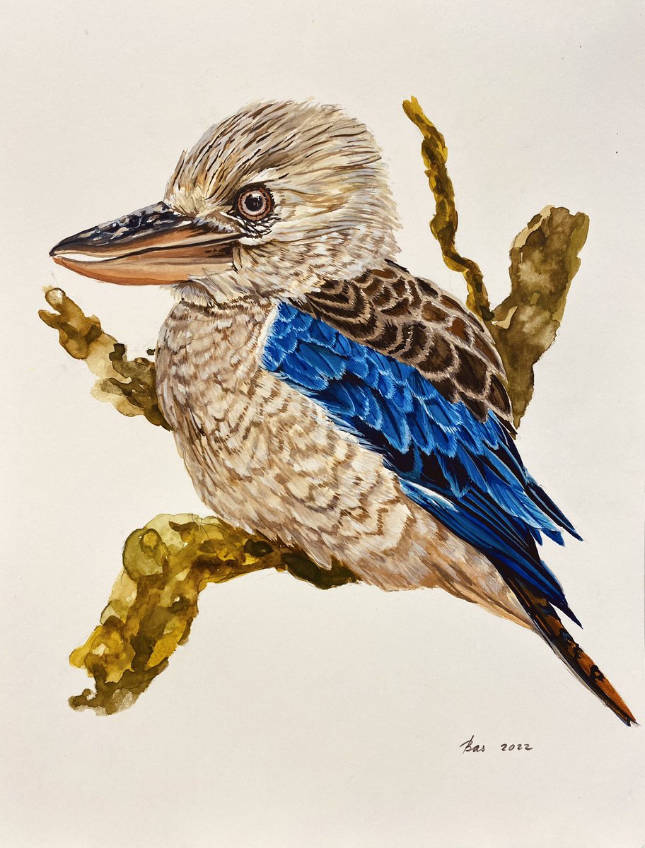 AtelierGeeraets's tweet image. Ik heb een werkje gemaakt. Het is een kookaburra. 

‘Zonder geluid’
21,7 x 29 cm
Aquarelverf op papier

Retweet is lief!