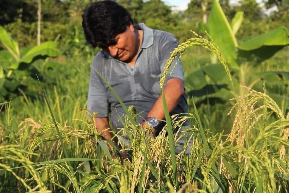 gamboafreddy25's tweet photo. Tomame una foto, así como que cosecho arroz 😅😆 para que vea la #DEA que he cambiado 😇 https://t.co/LKjW2DvRRM