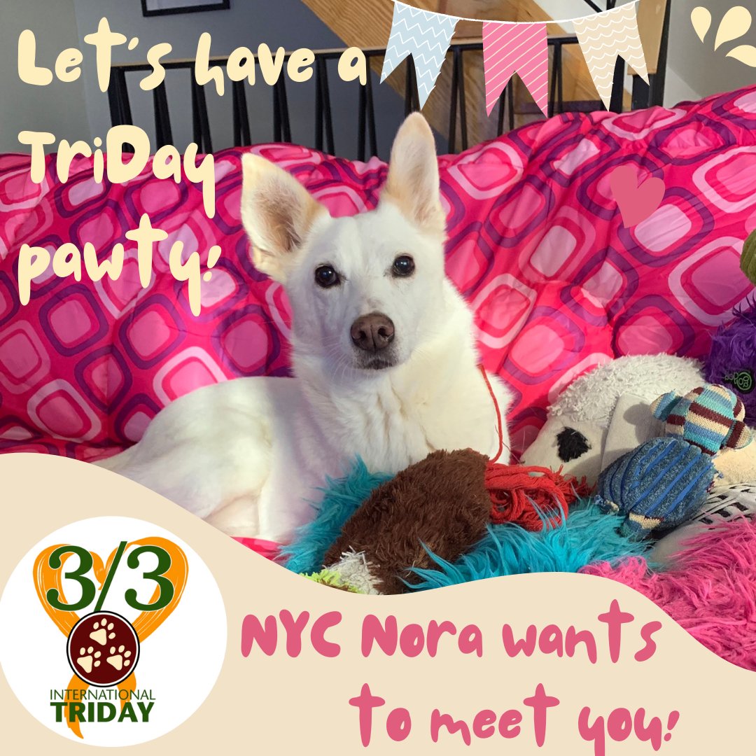 Tripawds's tweet photo. Calling all NYC Tripawds & their people! 🔊 Nora in Brooklyn wants to have a TriDay pawty! If you're local & ready to celebrate Tripawd Awareness, DM us.
😍
#Tripawd #MyTri #TriDay #TripawdAwareness #NYCDogs #dogspotted #threeleggedpets #tripawdscommunity #BrooklynDogs https://t.co/r38Etu2wMi