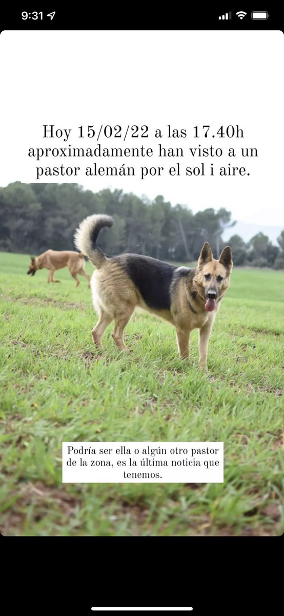 #perduda #Catalunya #perros #PERDIDA