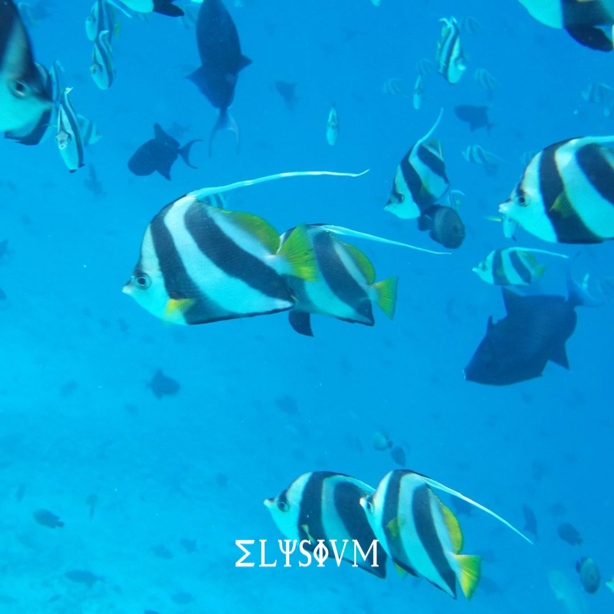ElysiumClubNFT's tweet photo. Exploring the waters of Maldives and discovering the wonders of the sea is a true gem for @yanka_the_one 🐟

Join our exclusive community here at https://t.co/giKiaalzCq 

#ElysiumClub #ElysiumClubNFT #NFTArt #NFTCommunity #Maldives https://t.co/kwcOkJeK5r