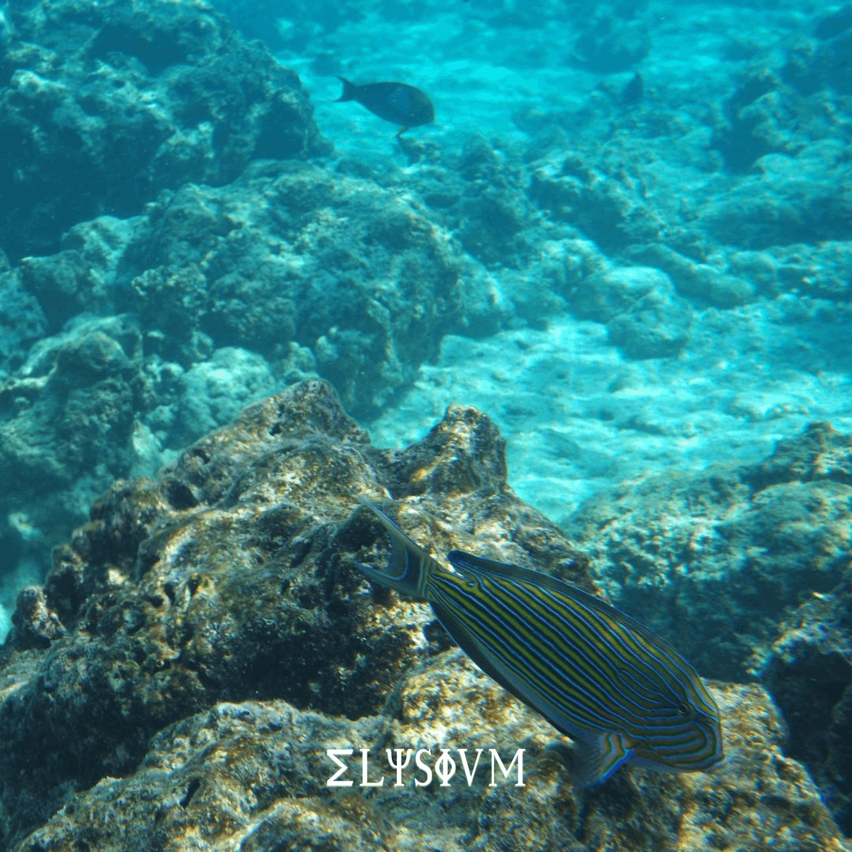 ElysiumClubNFT's tweet photo. Exploring the waters of Maldives and discovering the wonders of the sea is a true gem for @yanka_the_one 🐟

Join our exclusive community here at https://t.co/giKiaalzCq 

#ElysiumClub #ElysiumClubNFT #NFTArt #NFTCommunity #Maldives https://t.co/kwcOkJeK5r