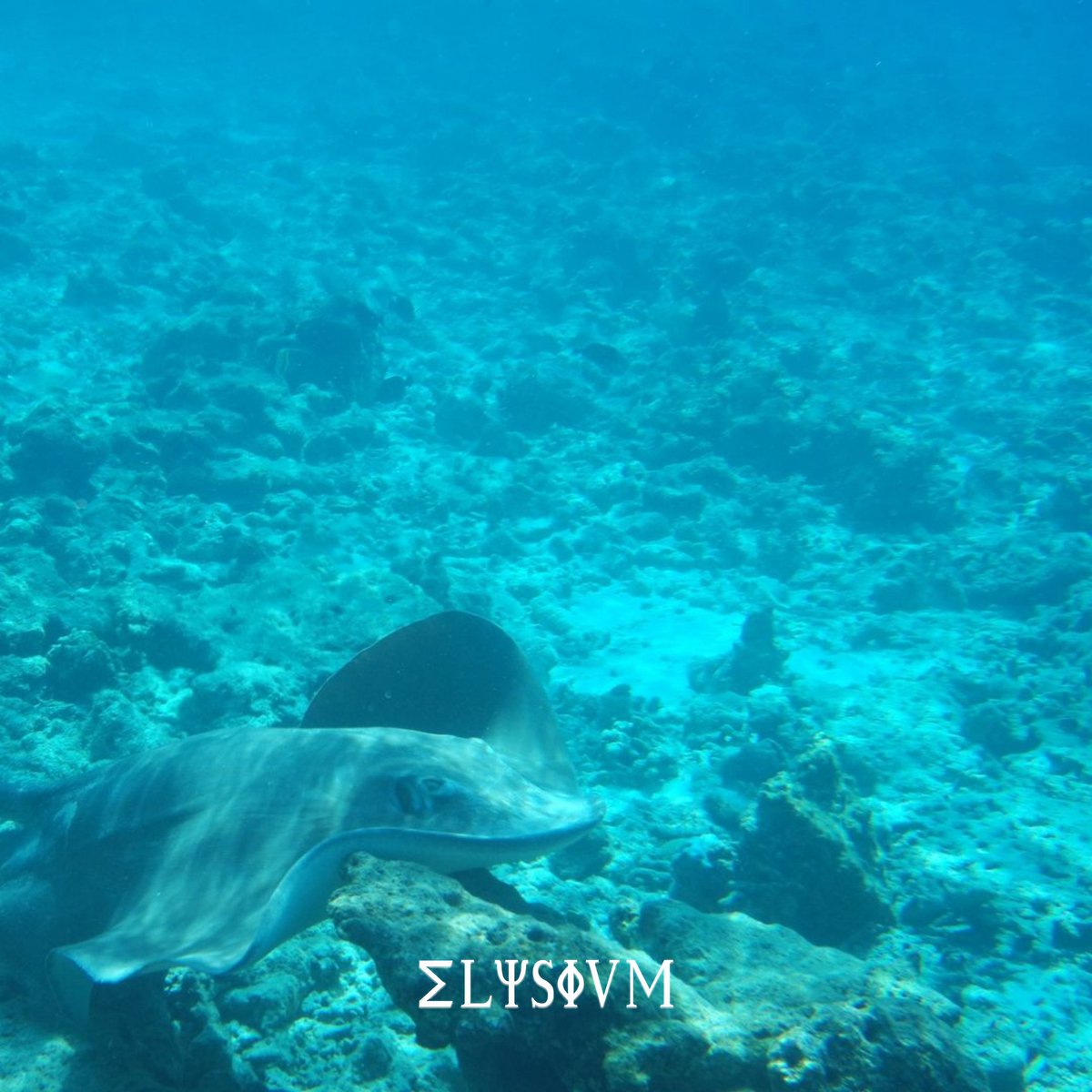 ElysiumClubNFT's tweet photo. Exploring the waters of Maldives and discovering the wonders of the sea is a true gem for @yanka_the_one 🐟

Join our exclusive community here at https://t.co/giKiaalzCq 

#ElysiumClub #ElysiumClubNFT #NFTArt #NFTCommunity #Maldives https://t.co/kwcOkJeK5r