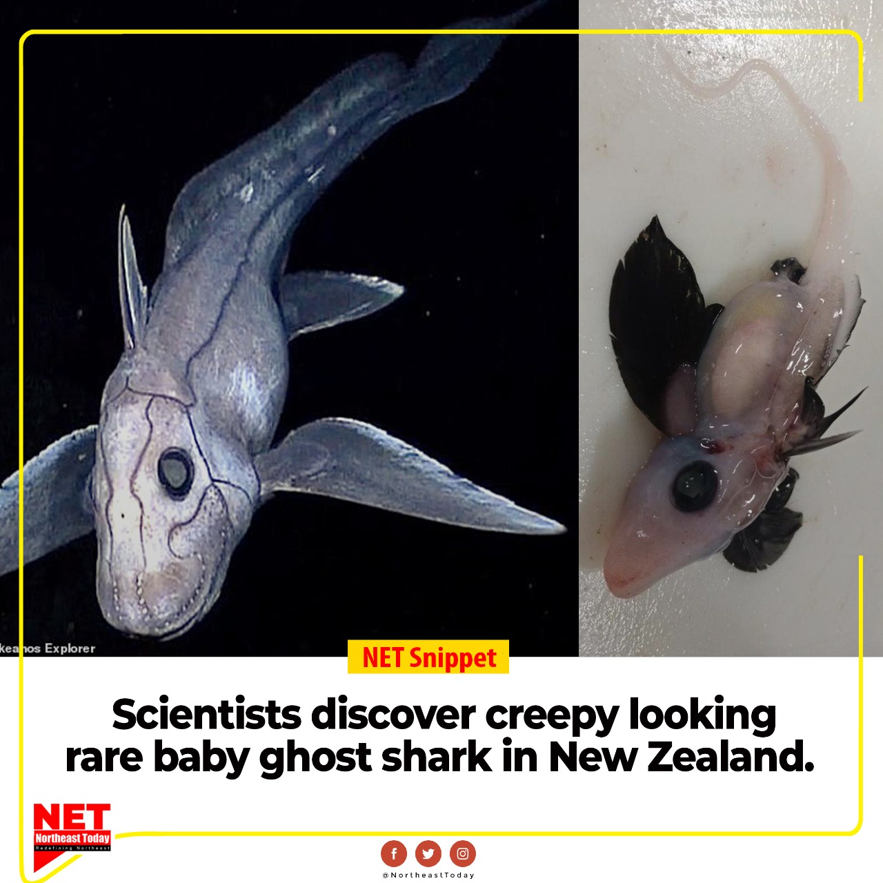 NORTHEAST TODAY on X: #NETSnippet  #NewZealand scientists have discovered  a rare baby ghost shark, a little-known species of fish that lives in the  shadowy depths of the ocean. Ghost sharks also