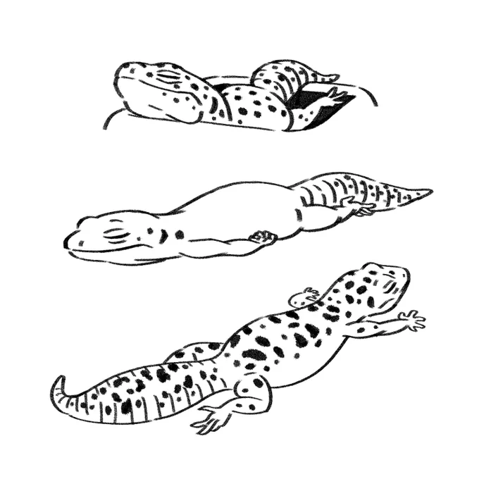 レオパ絵の歩み
#leopardgecko 