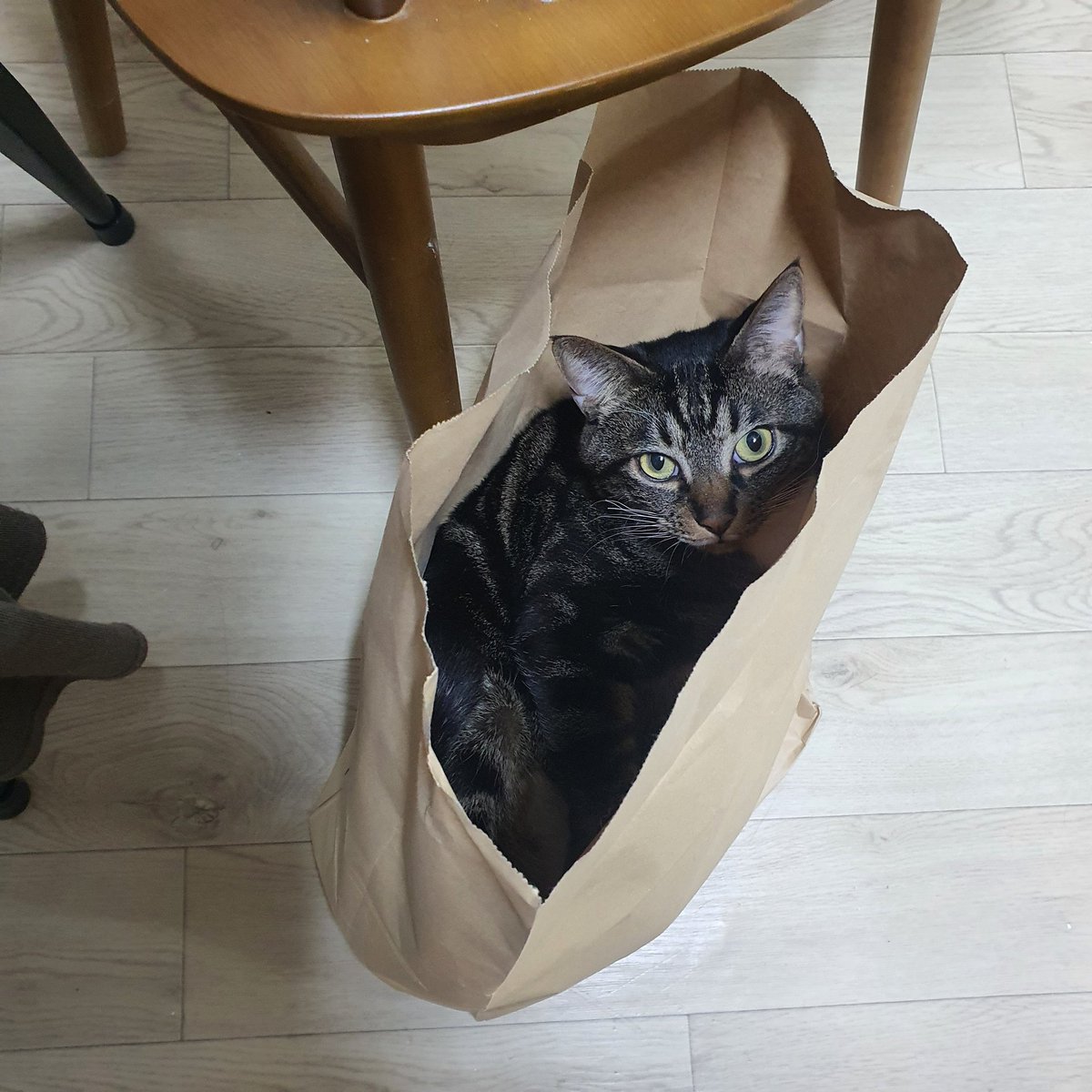 타미 한 사바리