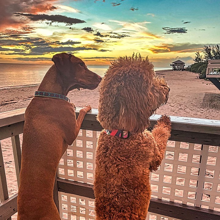 who also loves waiting for sunsets? 🌇

#repost @goldenloodlelu

#rockysuperdog #rockysuperdogadventures #rocky  #dogs #pets #cooldog #pawsome #doggo #camerashy #woof #pug #puglife #dogstagram  #dogmeme #dailyfluff #happydog #mansbestfriend #doggoals