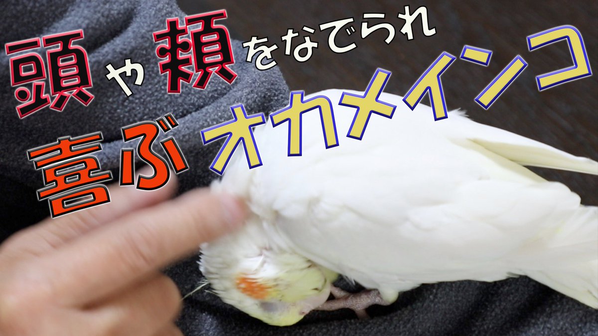 michoco20211012's tweet photo. とろけるオカメインコがこちらです。
https://t.co/9c5nyKaQRw https://t.co/4AOf37dcM5